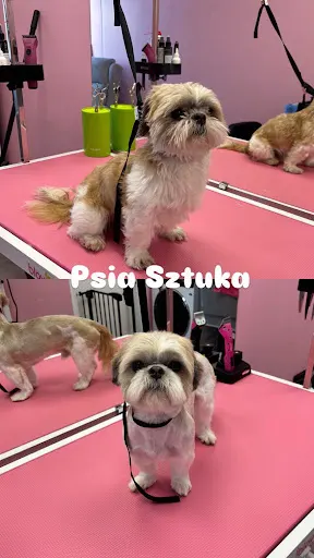 Psia Sztuka Pracownia Pielęgnacji Psów